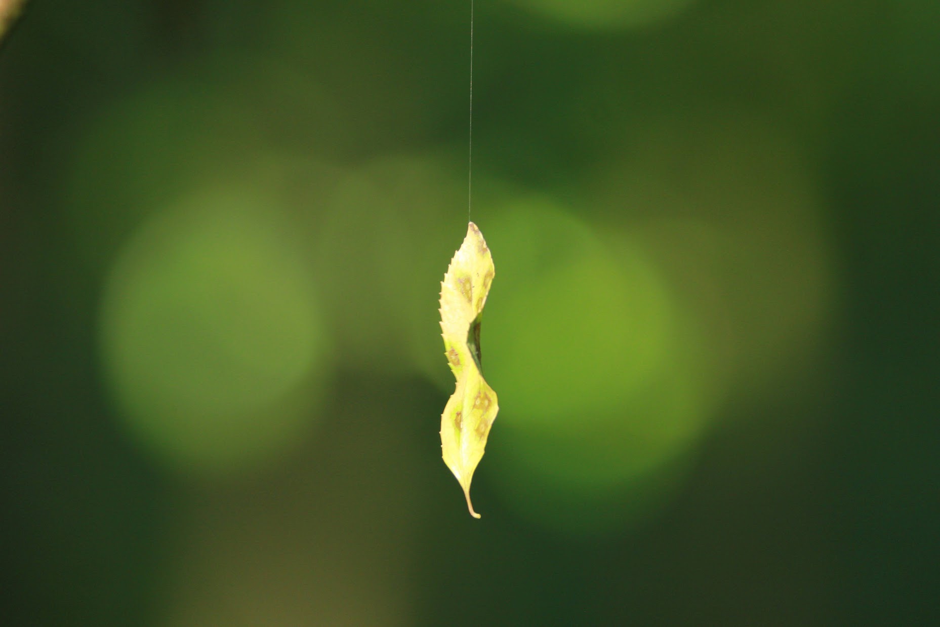 A small Leaf hanging in the air, suspended by a single Spider’s thread
