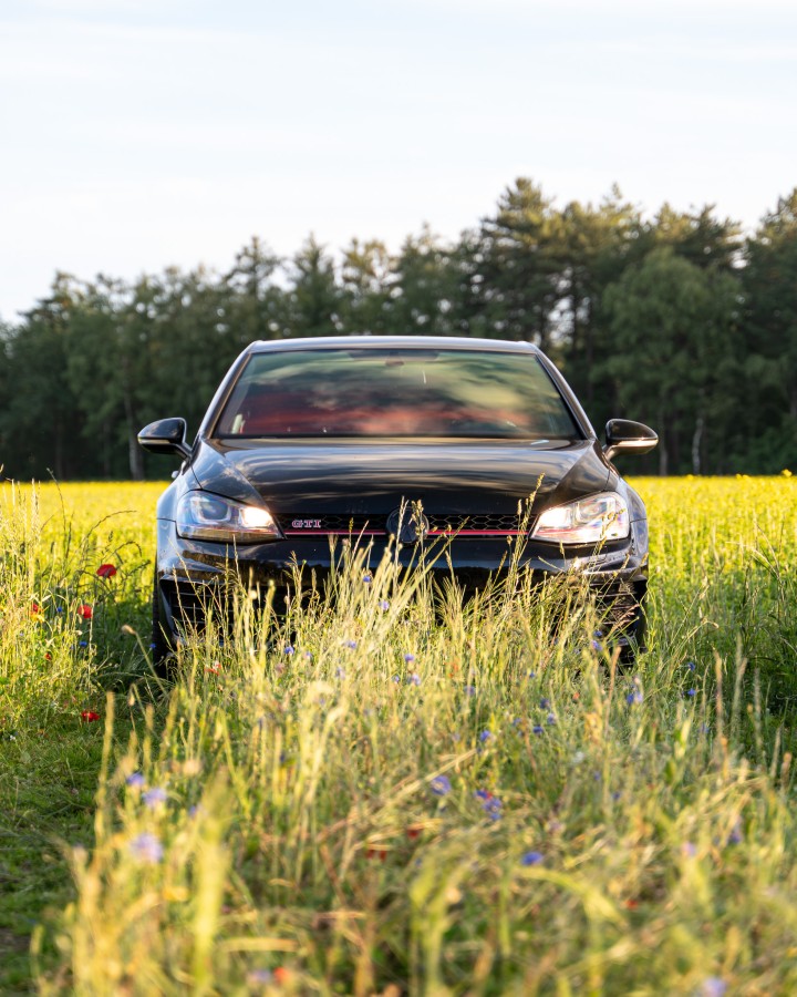 GTI Beast in the Flowers